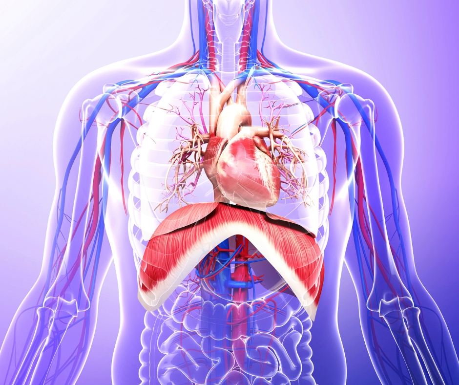 Diaphragm fact 1