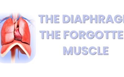 6 Interesting Facts About the Diaphragm: The Muscle That Powers Your Breath and Posture